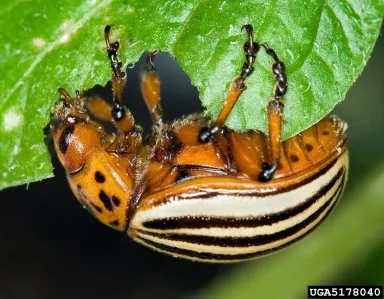 Patates biti (Leptinotarsa decemlineata)
